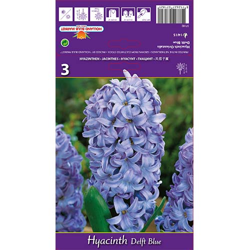 Hiacynt Delft Blue - Cebule: Ilość w opakowaniu: 3 szt. - GradinaMax