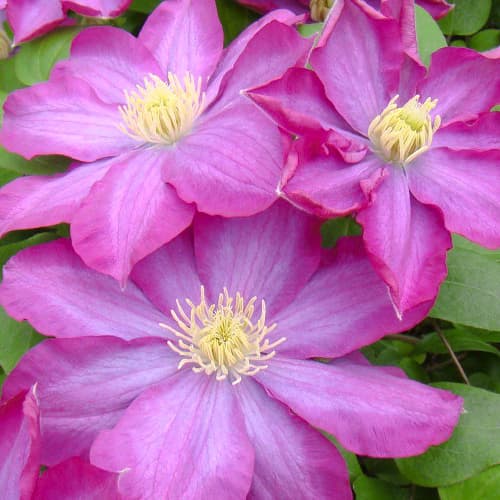 Clematis (Powojnik) Kakio Pink Champange - Sadzonki. Ilość w opakowaniu: 1 szt - GradinaMax