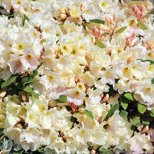 Rododendron (Różanecznik) Golden Melody - Sadzonki: Ilość w opakowaniu: 1 szt - GradinaMax