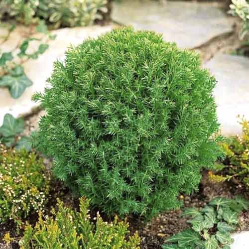 1 sadz, Żywotnik zachodni (Thuja) Teddy - Sadzonki: Ilość w opakowaniu: 1 sadz