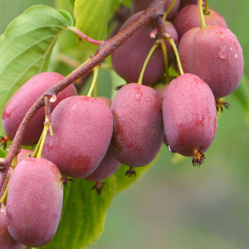 1 sadz, Mini kiwi (aktinidia) Purpurna Sadowa - Sadzonki: Ilość w opakowaniu: 1 sadz