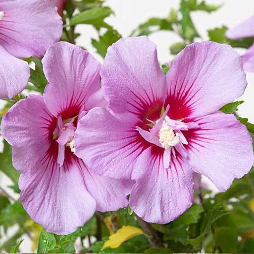 1 sadz, Hibiskus (Ketmia syryjska) Maike - Sadzonki: Ilość w opakowaniu: 1 sadz