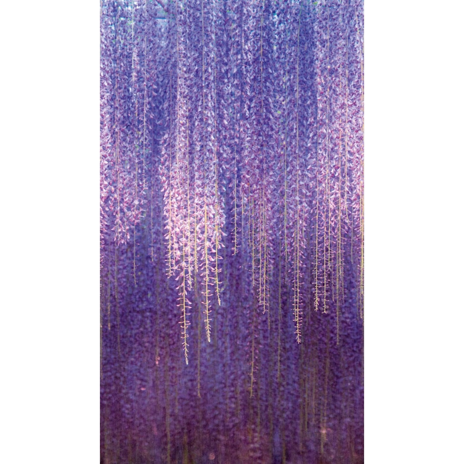 Tapeta panoramiczna winylowa na flizelinie WISTERIA 159 x 280 cm