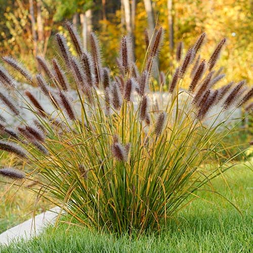 1 buc, Pennisetum Red Head, Р9 - Răsaduri: Mod de ambalare: 1 buc