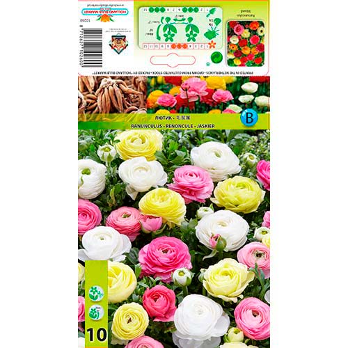 10 buc, Ranunculus Pastell mix multicolor - Bulbi: Mod de ambalare: 10 buc