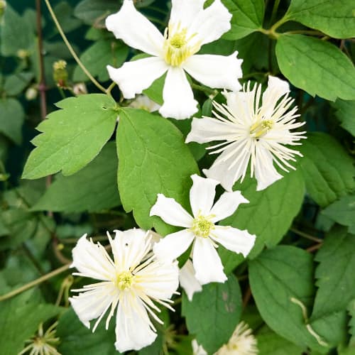 1 buc, Clematis Paul Farges - Răsaduri: Mod de ambalare: 1 buc