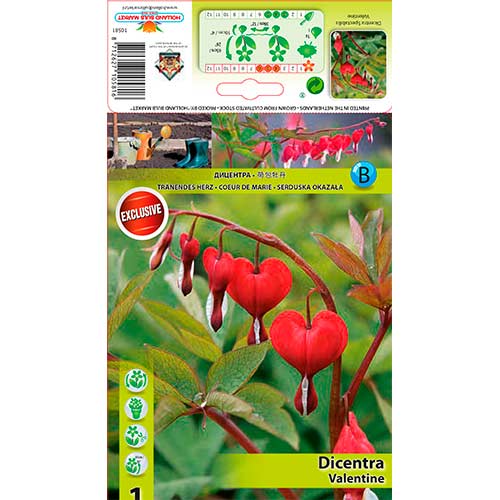 1 buc, Cerceii doamnei (Dicentra) Valentine - Bulbi: Mod de ambalare: 1 buc