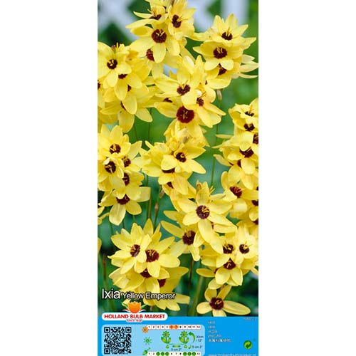 10 buc, Ixia Yellow Emperor - Bulbi: Mod de ambalare: 10 buc