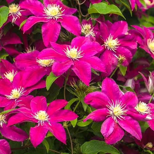 1 buc, Clematis Burgundy - Răsaduri: Mod de ambalare: 1 buc