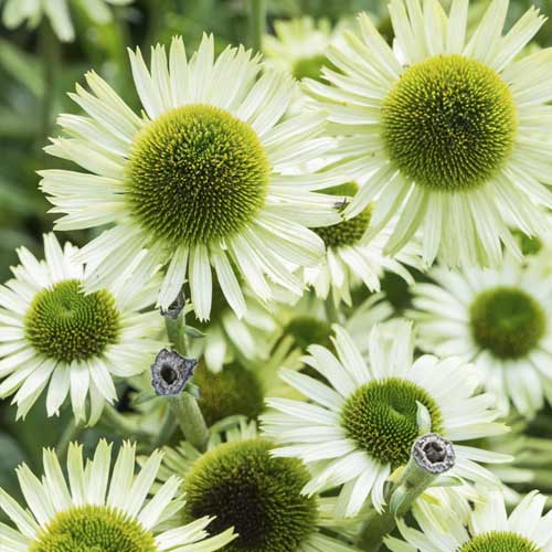 1 buc, Echinacea Green Jewel, C3 - Puieți: Mod de ambalare: 1 buc