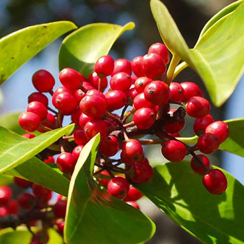 1 buc, Laur (Ilex) Red Dot - Răsaduri: Mod de ambalare: 1 buc