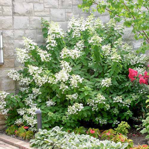 1 buc, Hortensia paniculată Levana - Răsaduri: Mod de ambalare: 1 buc