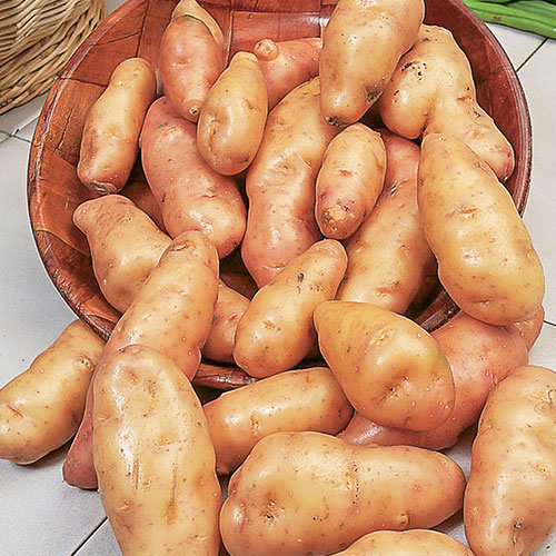 1 kg, Cartofi de sămânță Pink Fir Apple - Tuberculi: Mod de ambalare: 1 kg