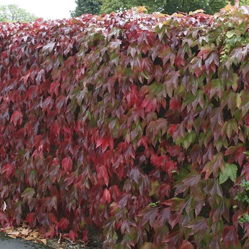 1 buc, Parthenocissus tricuspidata Diamond Mountains, С2 - Răsaduri: Mod de ambalare: 1 buc