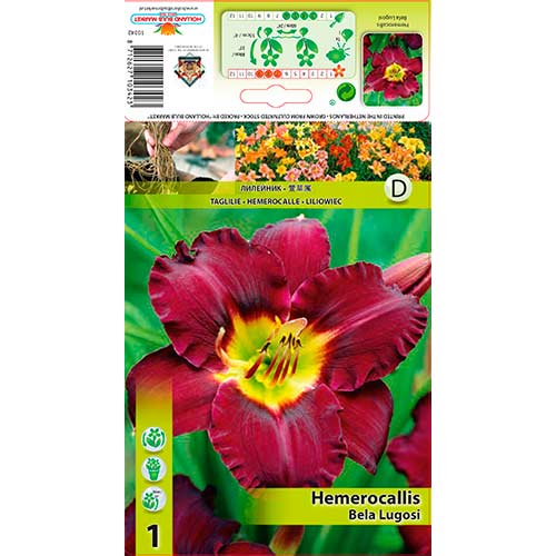 1 buc, Crin de o zi (Hemerocallis) Bela Lugosi - Bulbi: Mod de ambalare: 1 buc