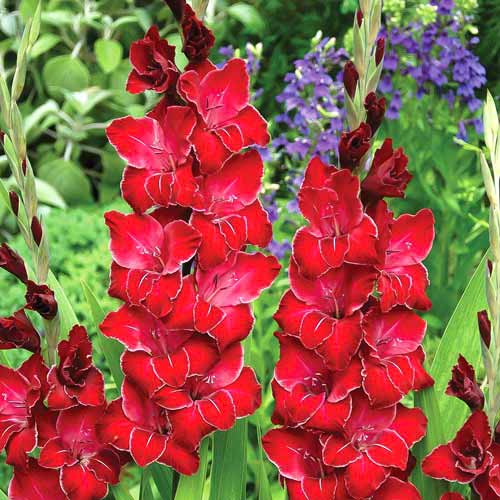 10 buc, Gladiole grandiflora Baccara - Bulbi: Mod de ambalare: 10 buc