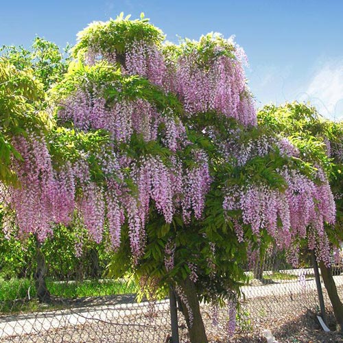 1 buc, Wisteria sinensis Pink - : Mod de ambalare: 1 buc