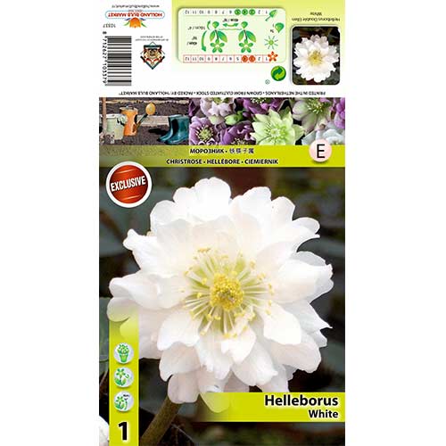 1 buc, Spânz (Helleborus) Double Ellen White - Bulbi: Mod de ambalare: 1 buc