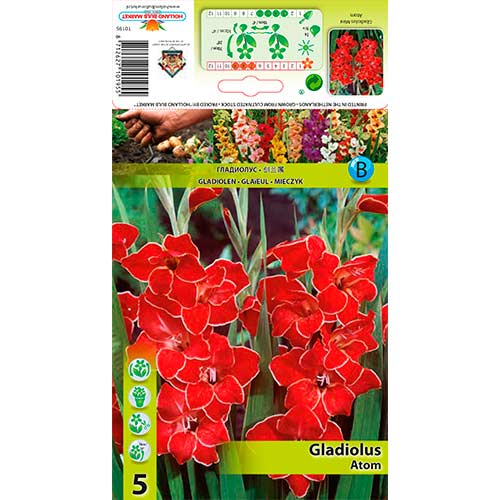 5 buc, Gladiole pitice Atom - Bulbi: Mod de ambalare: 5 buc