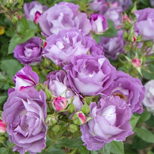 1 saz, Růže floribunda Pacific Dream , C5 - : Monžstvo balíkov: 1 saz