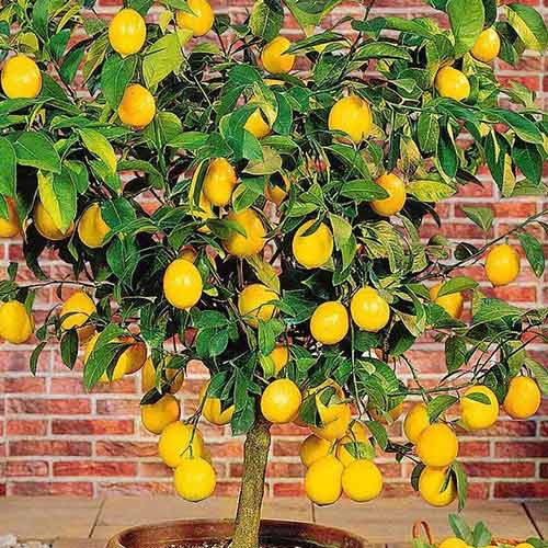 1 saz, Citroník - : Monžstvo balíkov: 1 saz