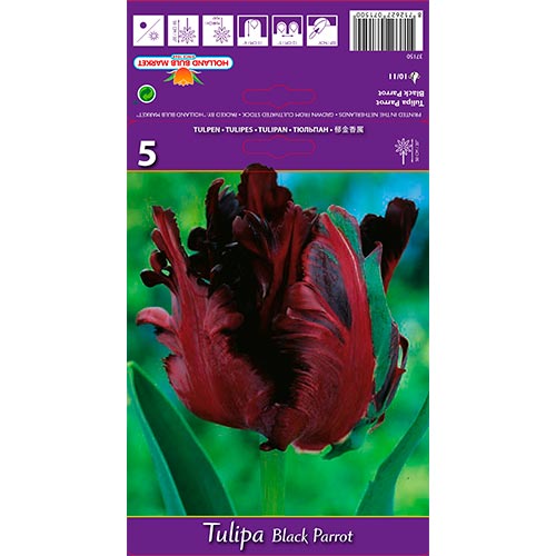 5 db, Tulipán Black Parrot - Hagymák: Mod de ambalare: 5 db