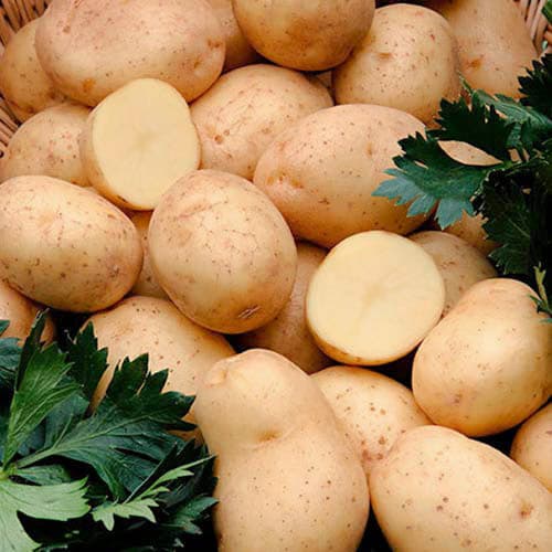 1 kg, Vetőburgonya Adora - Gumók: Mod de ambalare: 1 kg