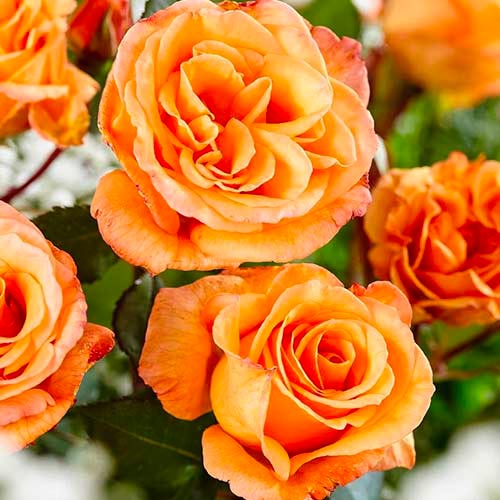 1 db, Rózsák teahibrid Orange - Palánták: Mod de ambalare: 1 db