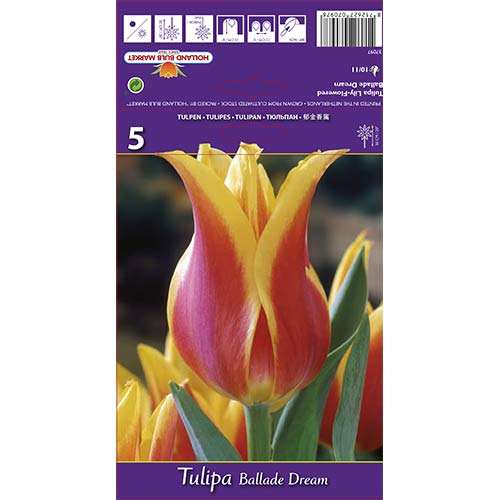 5 db, Tulipán Ballade Dream - Hagymák: Mod de ambalare: 5 db
