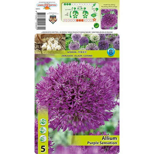 5 db, Díszhagyma Purple Sensation - Hagymák: Mod de ambalare: 5 db