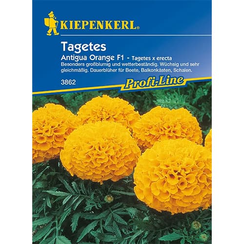 1 szt, Büdöske Antigua Orange F1 - Magok: Mod de ambalare: 1 db