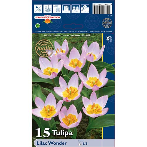 15 db, Tulipán Lilac Wonder - Hagymák: Mod de ambalare: 15 db