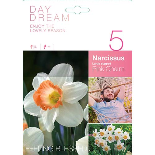 5 Stück, Narzisse Pink Charm - Blumenzwiebeln: Ilość w opakowaniu: 5 Stück