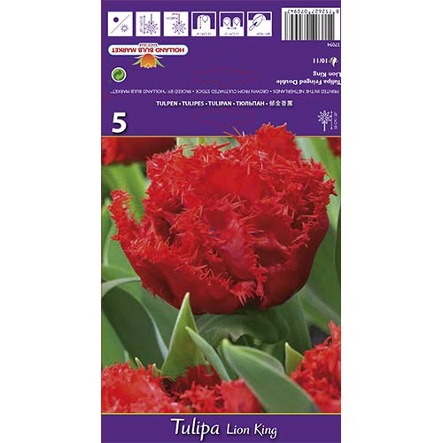 5 Stück, Tulpe Lion King - Blumenzwiebeln: Ilość w opakowaniu: 5 Stück