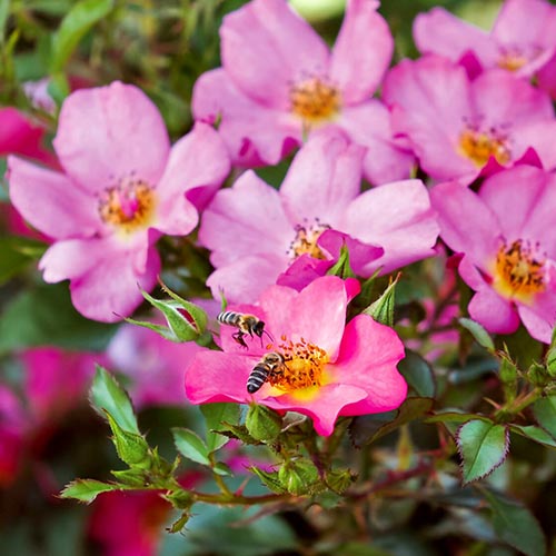 1 Pflanze(n), Rose Mella Barbie - Setzlinge: Ilość w opakowaniu: 1 Pflanze(n)