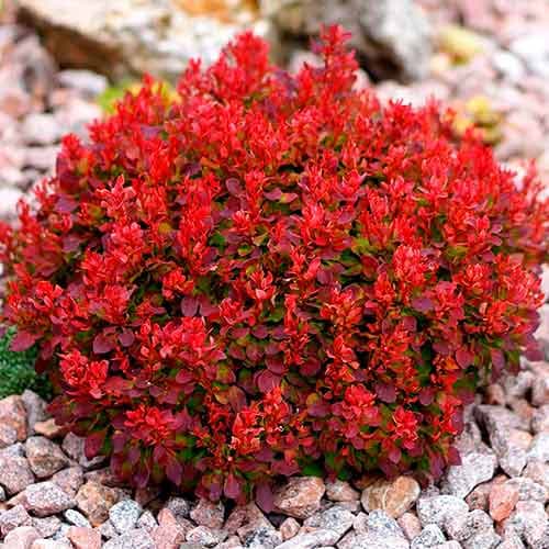 1 Pflanze(n), Berberitze Red Jewel - Setzlinge: Ilość w opakowaniu: 1 Pflanze(n)