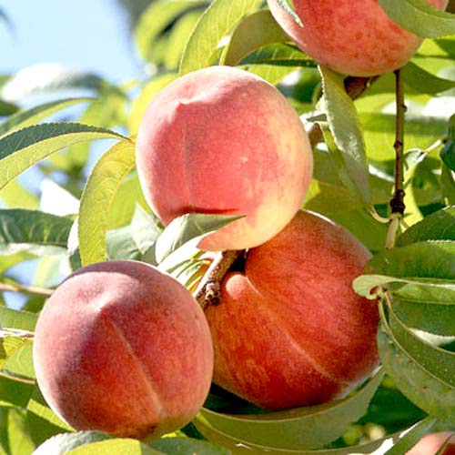 1 Pflanze(n), Pfirsich Rosa Del West - Setzlinge: Ilość w opakowaniu: 1 Pflanze(n)