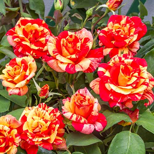 1 Pflanze(n), Kletterrose Flash , C5 - Setzlinge: Ilość w opakowaniu: 1 Pflanze(n)