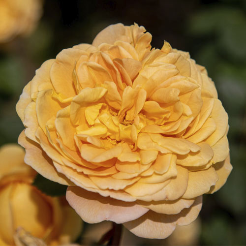 1 Pflanze(n), English Rose Golden Celebration , C5 - Setzlinge: Ilość w opakowaniu: 1 Pflanze(n)
