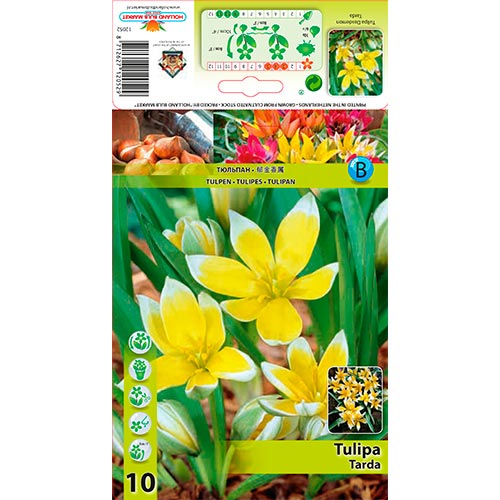 10 Stück, Tulpe Tarda - Blumenzwiebeln: Ilość w opakowaniu: 10 Stück