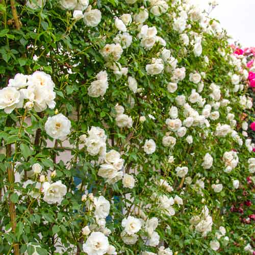 1 Pflanze(n), Strauchrose Rose Iceberg , C5 - Setzlinge: Ilość w opakowaniu: 1 Pflanze(n)