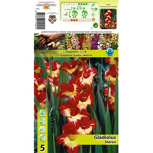 5 Stück, Großblumige Gladiole Stereo - Zwiebeln: Ilość w opakowaniu: 5 Stück