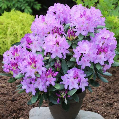 Rododendro Catawbiense Grandiflorum - Plântulas: Ilość w opakowaniu: 1 plant