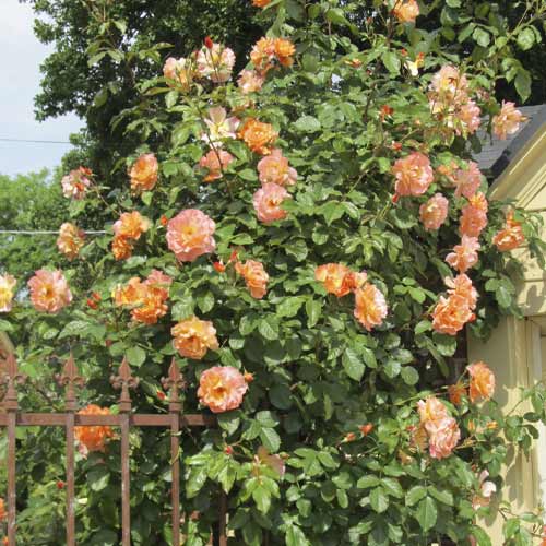 Rosa trepadeira Orange Climbing - Plântulas: Ilość w opakowaniu: 1 plant
