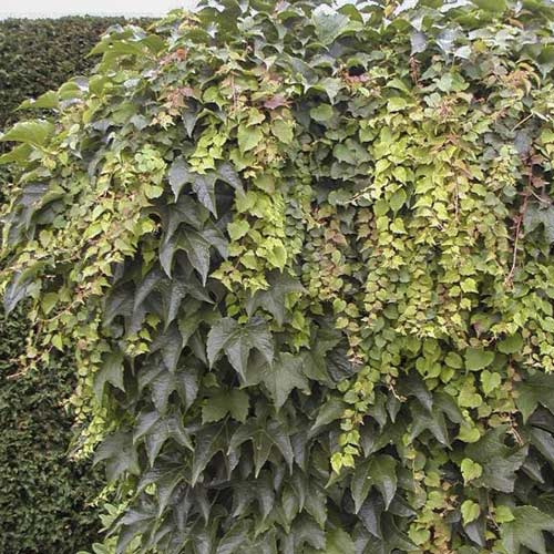 Enredadera de Virginia Primavera Verde, С2 - Plántulas: Ilość w opakowaniu: 1 none