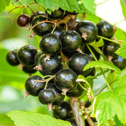 Grosella negra Titania, Р9 - Plántulas: Ilość w opakowaniu: 1 plantas