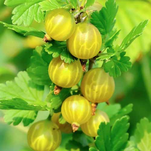 Hinnomaki Grosella Roja Verde, Р9 - Plántulas: Ilość w opakowaniu: 1 plantas