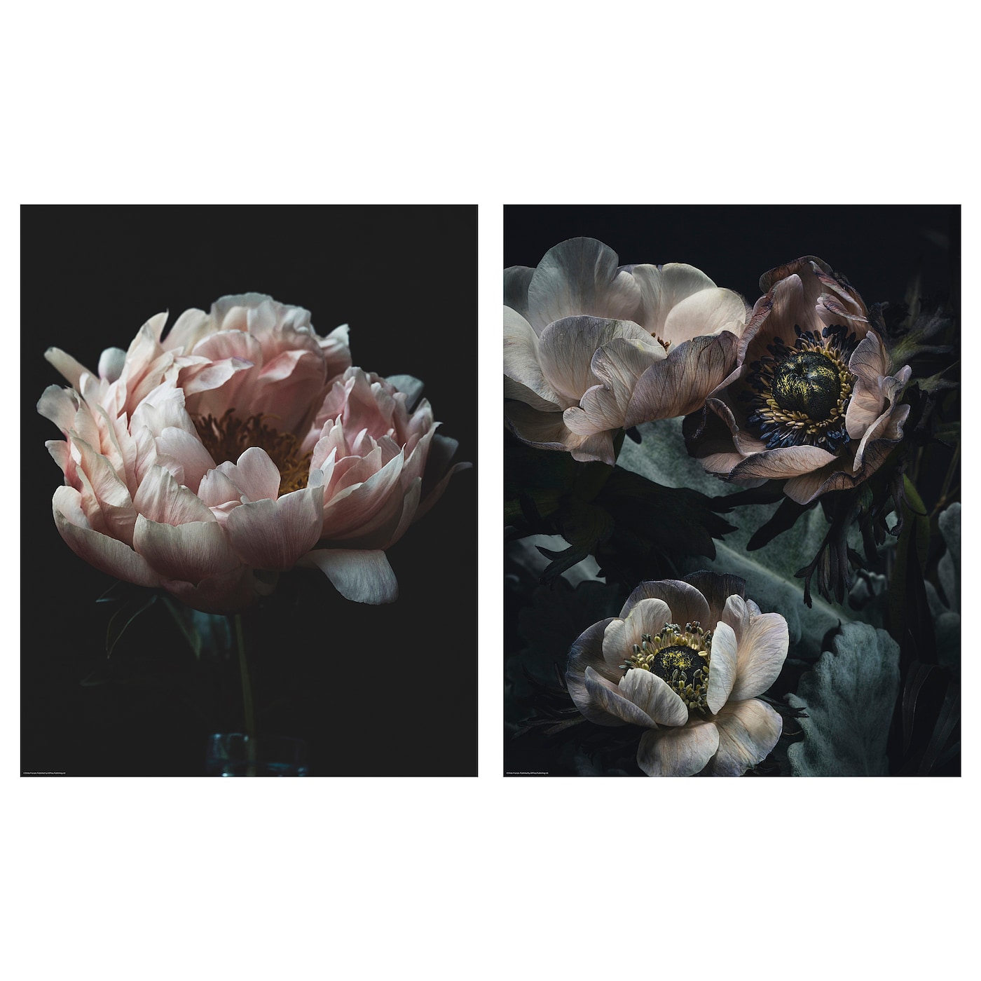 IKEA BILD Plakat, martwa natura w ciemności, 40x50 cm
