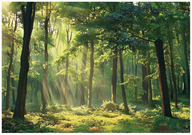 Fototapeta Na Flizelinie WALLARENA 300x210 cm Tapeta 3D Do Sypialni Salonu Las Natura 1 szt.