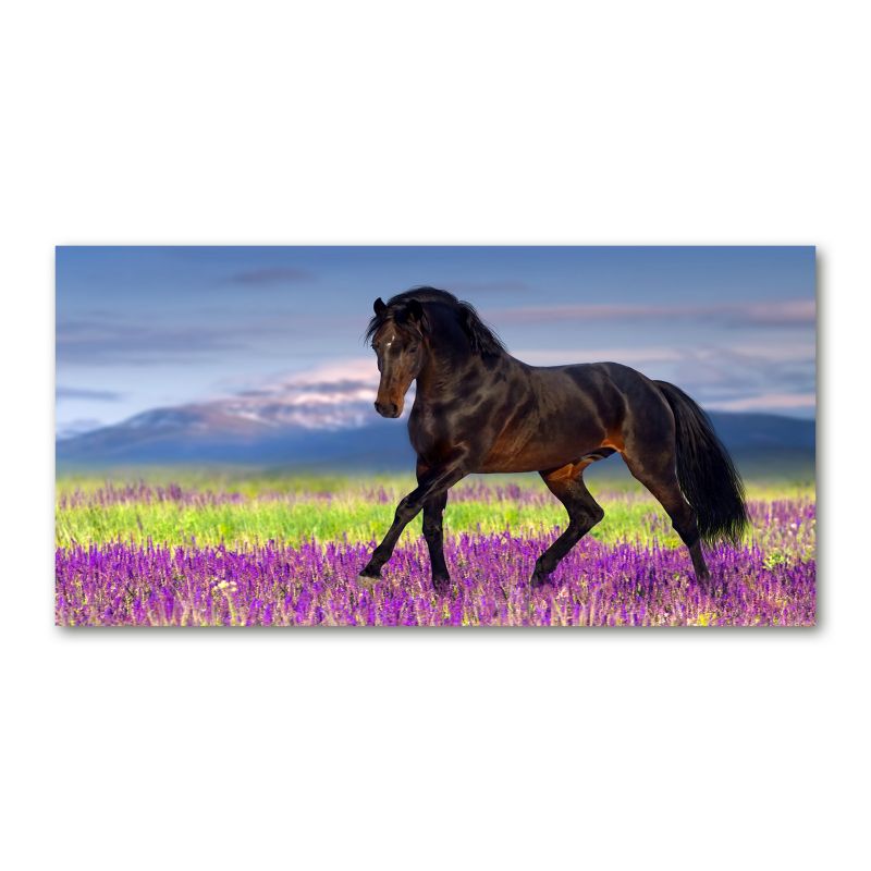 Obraz canvas Tulup Koń pole lawendy 125x50 cm 1 szt.